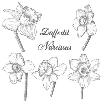 Daffodil flower set, black hand drawn monochrome etching botanical draft, narcissus sketch isolated on white background. Vintage vector line art illustration.