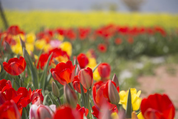 Tulips are beautiful colors are blooming in the garden. 