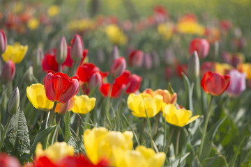 Tulips are beautiful colors are blooming in the garden. 