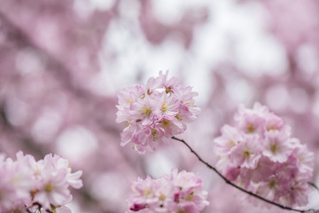 Fototapeta premium cherry tree in the bloom