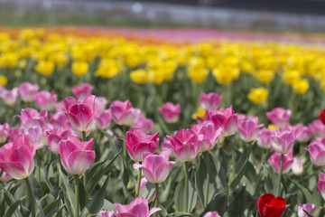 Tulips are beautiful colors are blooming in the garden. 