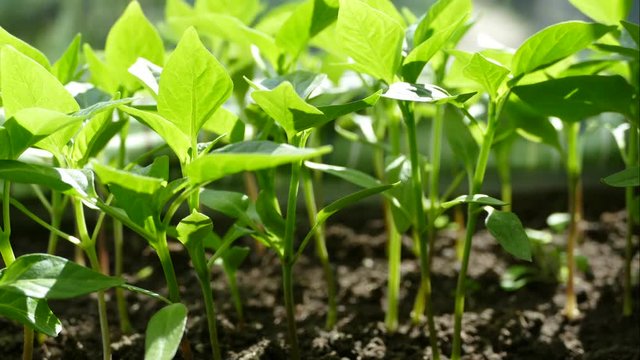 Seedlings are red peppers. Time laps is a young green plant. Rapid growth of the plant. Vegetable sprouts.