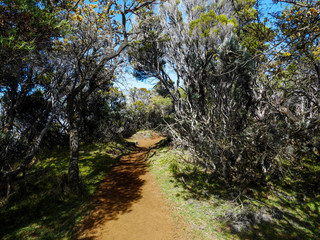 forest hike
