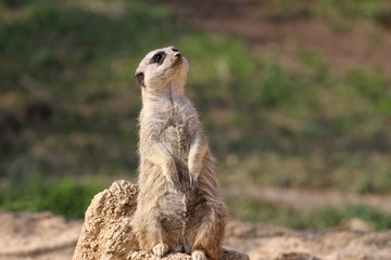 ミーアキャット