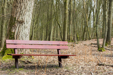 Brown Wood Wooden Bench Forest Tree Leaves Nature Sit