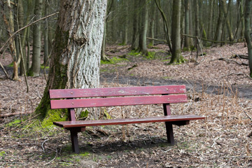 Brown Wood Wooden Bench Forest Tree Leaves Nature Sit