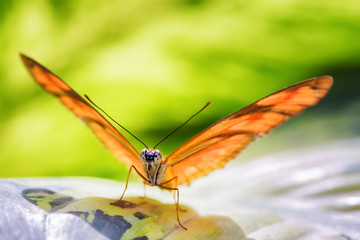 Dryas iulia butterfly, commonly called the Julia butterfly, Julia heliconian, the flame, or flambeau
