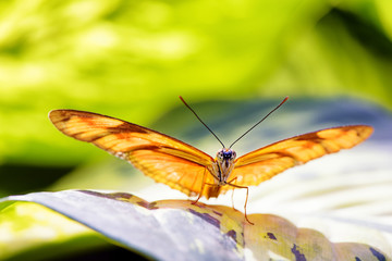 Dryas iulia butterfly, commonly called the Julia butterfly, Julia heliconian, the flame, or flambeau