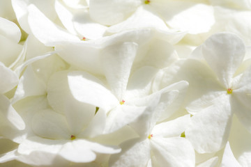 White hydrangea in spring, floral background, romantic soft gentle artistic image, concept for a wedding.