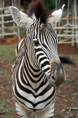 Fototapeta na wymiar Nosy Zebra