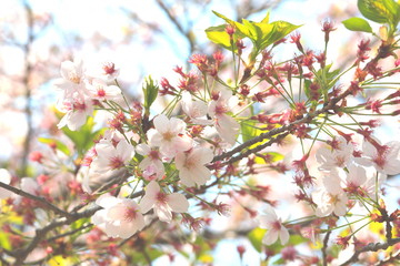 桜の花