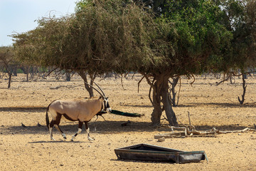 Arabian oryx or white oryx (Oryx leucoryx) in reserve, natural habitat, goes to its trough. UAE,...