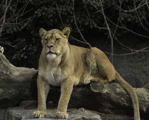 Naklejka na ściany i meble Lioness resting powerfull animal looking at the camera