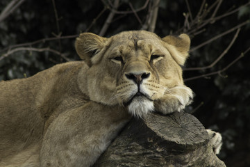 Obraz na płótnie Canvas Lioness resting powerfull animal looking at the camera