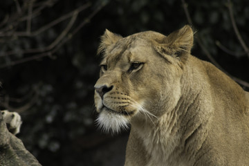 Naklejka na ściany i meble Lioness resting powerfull animal looking at the camera
