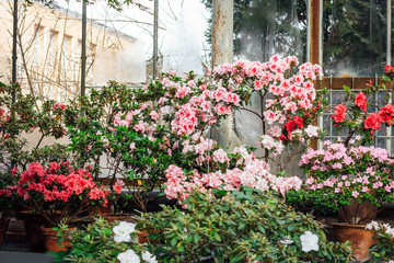 Pink Satsuki azalea blooming (Azalea Rhododendron)