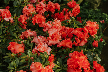 Fototapeta premium Pink Satsuki azalea blooming(Azalea Rhododendron)