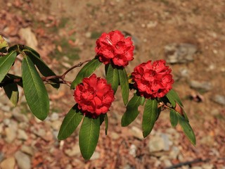 Blooms of a red rhododendron. Spring scene in Nepal.