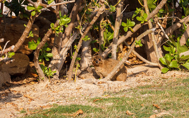 Rock hyrax or Procavia capensis. Island Sir Bani Yas, UAE. 