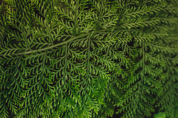 Fern leaves in subtropical forest