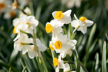 陽だまりの水仙