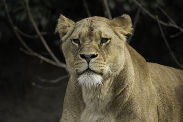 Obraz na płótnie Canvas Lioness resting powerfull animal looking at the camera