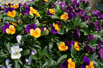 Fototapete bei efototapeten.de bestellen   