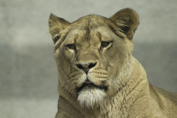 Fototapeta na wymiar Lioness resting powerfull animal looking at the camera