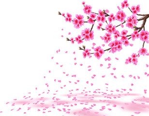 Sakura. A lush cherry branch with purple flowers loses petals. Isolated on white background. illustration