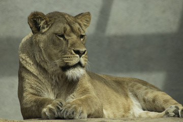 Naklejka premium Lioness resting powerfull animal looking at the camera