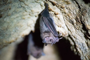 Fledermaus h&auml;ngt in einer H&ouml;hleaus