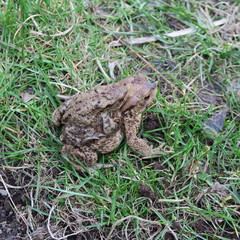 Anaxyrus fowleri, toad, female carries male in spring in germany