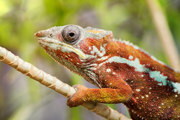 Panter chameleon, Furcifer pardalis