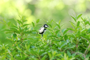 新緑とシジュウカラ