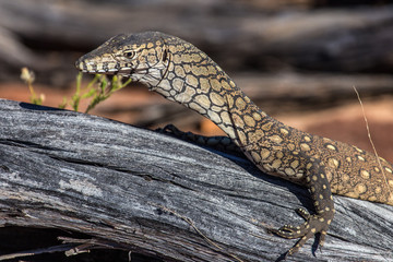 Lézard Australien - Perentie