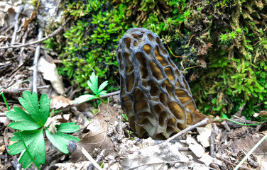 healing and quality mushroom