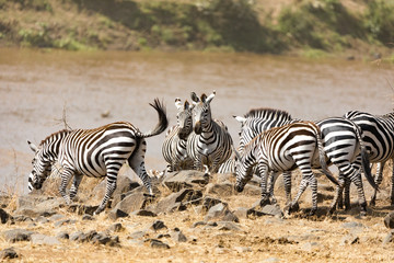 Fototapeta na wymiar Zebra crossing the Mara river