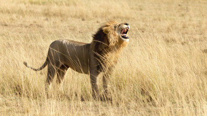 Male lion roaring, side view