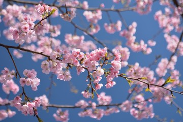 Fototapeta na wymiar 寒桜の濃いピンク色の花が咲く　