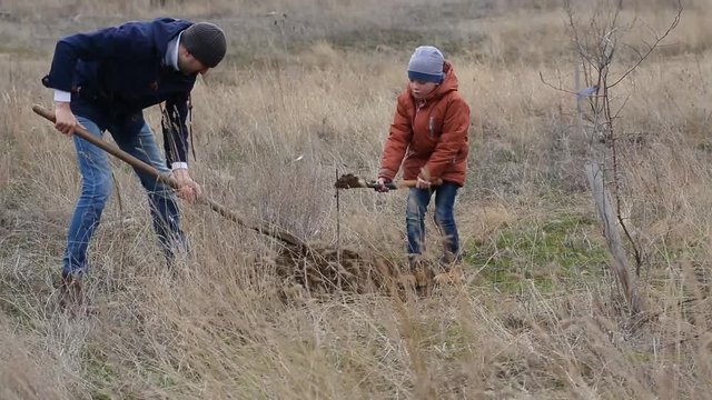 boy and his farther digs a hole for planting a tree sprout in spring 