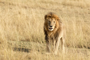 Naklejka na ściany i meble Male lion in the Masai Mara