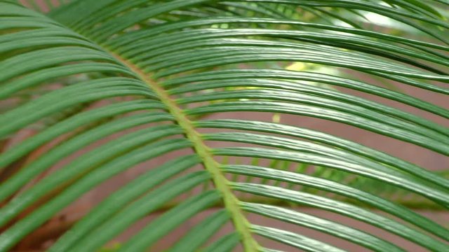 Green palm Leaves close. Background with southern plant.