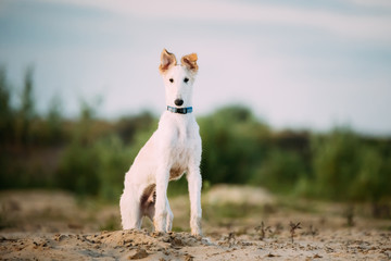 Puppy Of Russian Wolfhound Hunting Sighthound Russkaya Psovaya Borzaya Dog