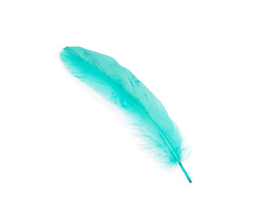 Green feather on a white background