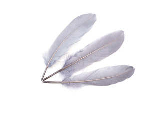 Grey feathers on a white background