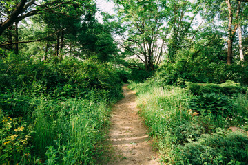 Fototapeta na wymiar Lane, Path, Way In Summer Deciduous Forest 