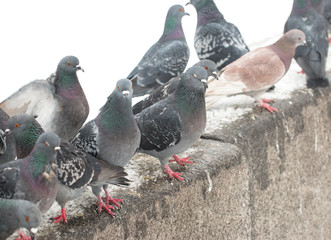 pigeons on a white background