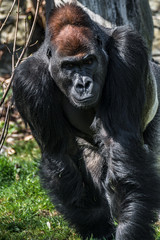 Portrait of powerful alpha male African gorilla at guard