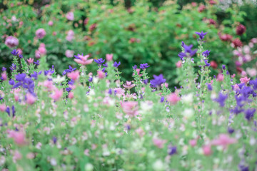 Obraz premium blooming pink & blue flower