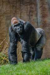 Portrait of powerful alpha male African gorilla at guard
